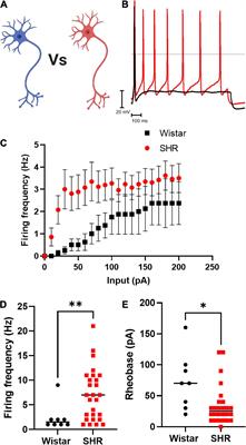 Healthy cardiac myocytes can decrease sympathetic hyperexcitability in the early stages of hypertension